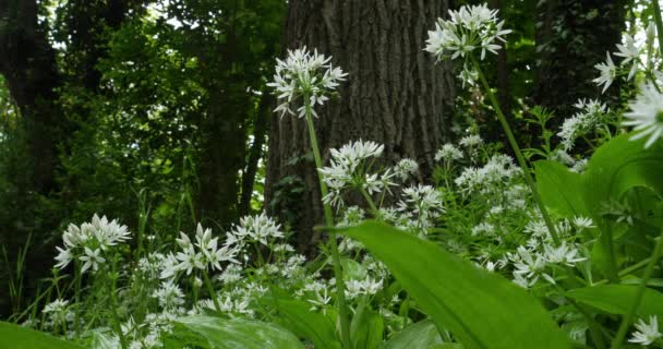 Allium Ursinum Ajo Silvestre Puerro Salvaje Ramsons Buckrams Ajo Hoja — Vídeo de stock