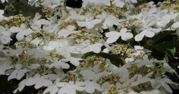 Viburnum Plicatum Blomsterväxt Familjen Adoxaceae — Stockvideo