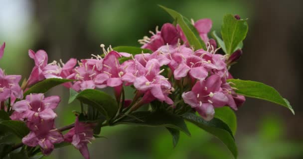 Blühende Weigela Floribunda Oder Weigela Ist Eine Pflanze Aus Der — Stockvideo