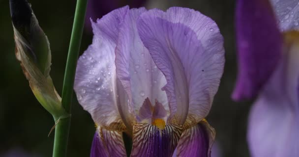 Detail Rozkvetlé Modré Iris — Stock video
