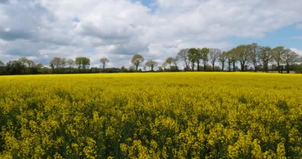 Pole Rzepaku Brassica Napus Departamencie Cotes Armor Bretanii Francja — Wideo stockowe