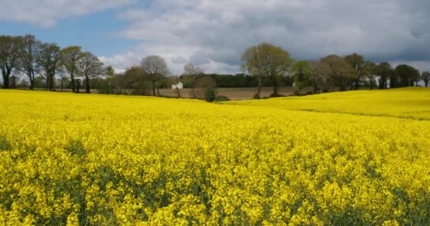 Rapsfeld Brassica Napus Département Cotes Armor Der Bretagne Frankreich — Stockvideo