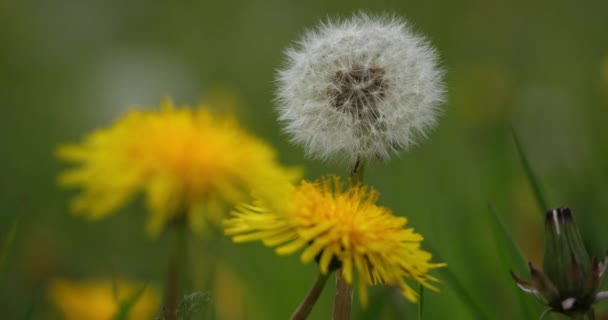 Πικραλίδες Κυματίζουν Στο Αεράκι — Αρχείο Βίντεο