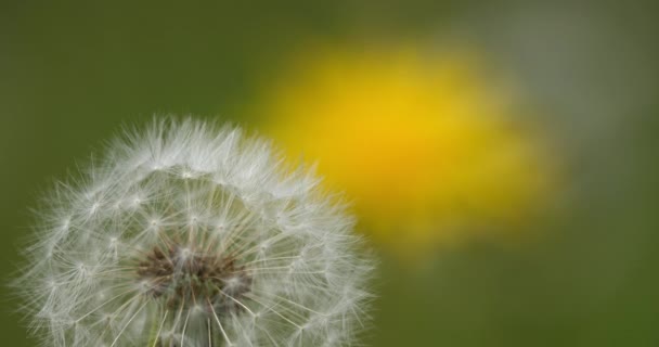 Paardenbloemen Zwaaiend Wind — Stockvideo