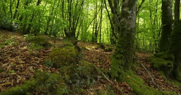 Guerledan Erdő Anse Sordan Közelében Cotes Armor Megye Bretagne Franciaországban — Stock videók