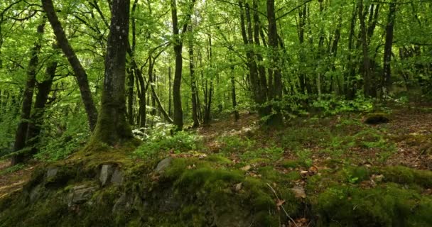 Lago Guerledan Floresta Perto Anse Sordan Departamento Cotes Armor Bretanha — Vídeo de Stock