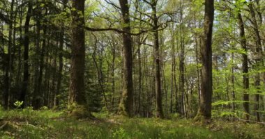 Fransa 'da Broceliande, Paimpont, Brittany olarak bilinen Hindres Ormanı