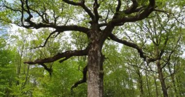 Fransa 'da Broceliande, Paimpont, Brittany olarak bilinen Hindres Ormanı. Hindres 'in meşhur meşe ağacı..