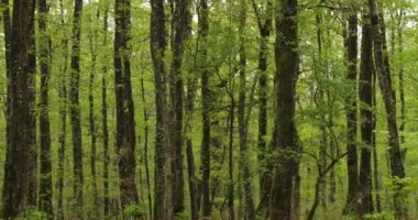 Fransa 'da Broceliande, Paimpont, Brittany olarak bilinen Hindres Ormanı
