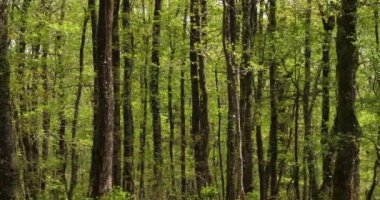 Fransa 'da Broceliande, Paimpont, Brittany olarak bilinen Hindres Ormanı