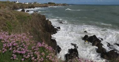 Le Pouldu, Finistere Bölümü, Brittany, Fransa. Ön planda hafif, deniz turşusu veya deniz pembesi olarak bilinen Armerya maritima çiçekleri yer almaktadır.