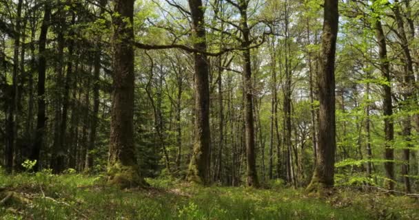 Forest Hindres Känd Som Broceliande Paimpont Bretagne Frankrike — Stockvideo