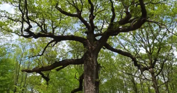 브로스탄 프랑스의 브르타뉴로 알려진 드레의 참나무 — 비디오