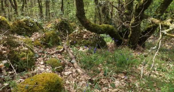在法国被称为Broceliande Paimpont Brittany的印地安人森林 — 图库视频影像