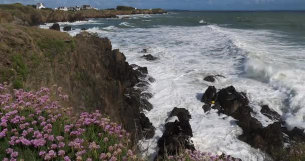 Pouldu Διαμέρισμα Finistere Βρετάνη Γαλλία Πρώτο Πλάνο Βρίσκονται Λουλούδια Armeria — Αρχείο Βίντεο