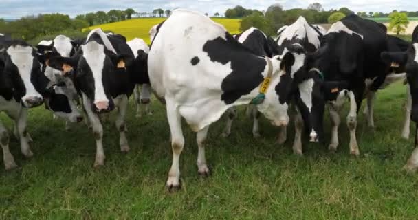 Holstein Bovini Frisoni Nel Dipartimento Cotes Armor Bretagna Francia — Video Stock