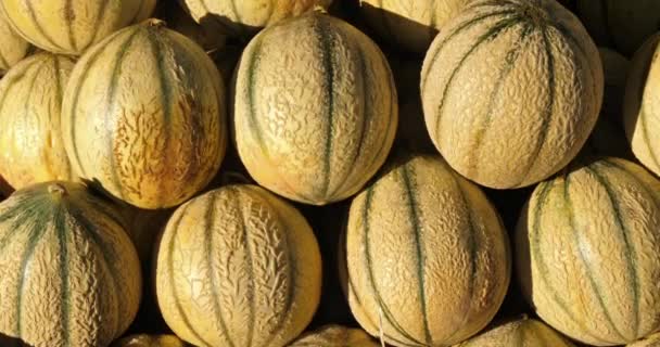 Świeże Owoce Straganach Południowym Rynku Francuskim Melony — Wideo stockowe