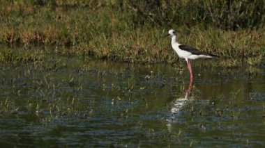 Siyah kanatlı Stilt, Camargue, Fransa 'da.