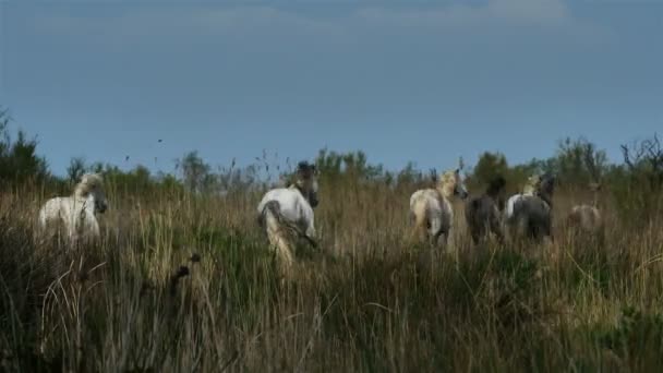 Biały Koń Camargue Camargue Francja — Wideo stockowe