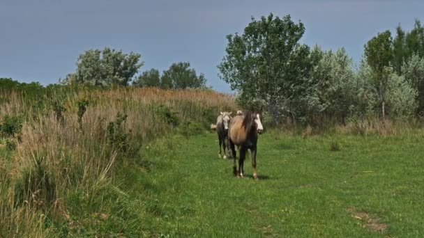 Föl Vita Camargue Hästar Camargue Frankrike — Stockvideo