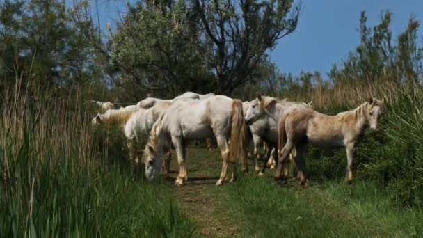 Λευκά Άλογα Camargue Camargue Γαλλία — Αρχείο Βίντεο