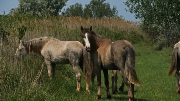 Foals White Camarging Horse Camarging France — стокове відео