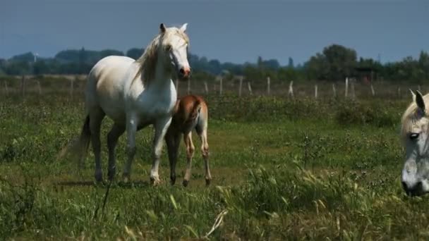 ホワイト カマルグ馬 カマルグ フランス — ストック動画