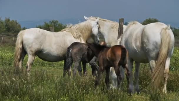 White Camargue Pferd Camargue Frankreich — Stockvideo