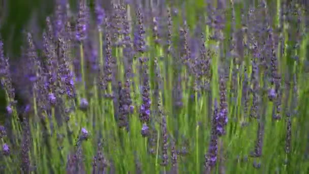 Lavandula Také Známá Jako Levandule — Stock video