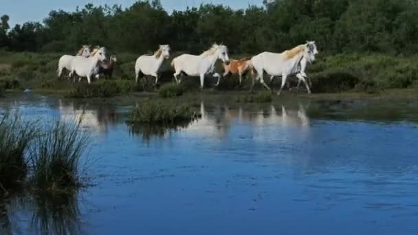 Белая Лошадь Камарга Камарг Франция — стоковое видео
