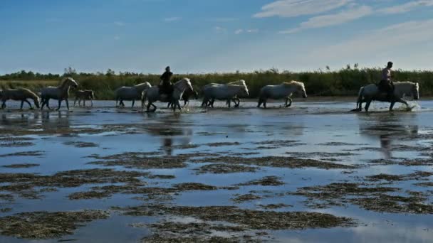 Des Cow Boys Traditionnels Conduisent Des Chevaux Camargue Dans Les — Video