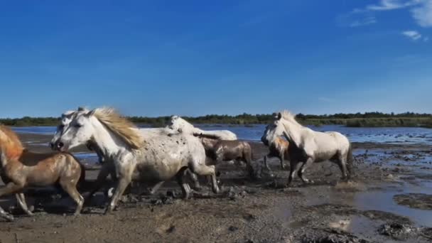 カマルグの馬を運転する伝統的なカウボーイフランスのカマルグの湿地 — ストック動画