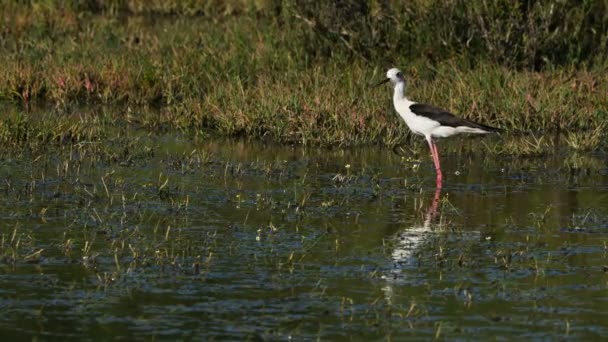 Black Winged Stilt Στην Camargue Γαλλία — Αρχείο Βίντεο