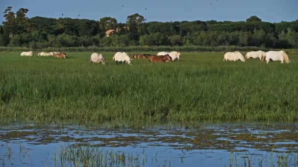 Biały Koń Camargue Camargue Francja — Wideo stockowe