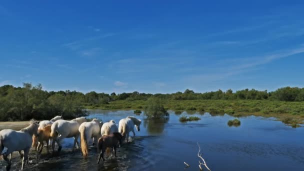 White Camargue Horse Camargue France — Stock Video