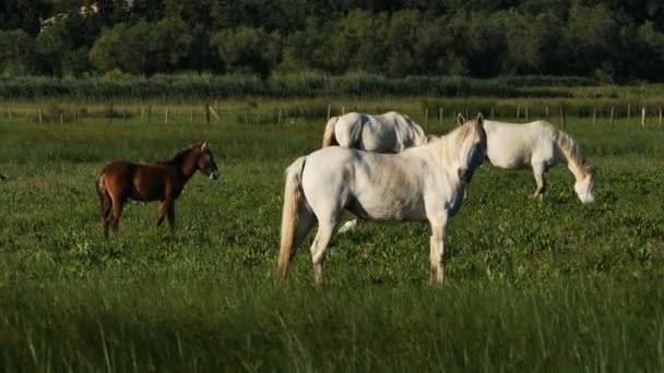 Caballo Blanco Camarga Camargue Francia — Vídeo de stock