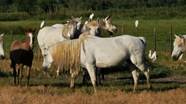 White Camargue Horse Camargue França — Vídeo de Stock