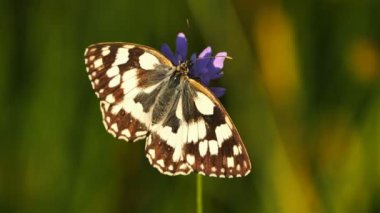 Batı mermeri beyaz, Melanargia okült, Camargue, Fransa