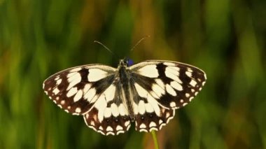 Batı mermeri beyaz, Melanargia okült, Camargue, Fransa