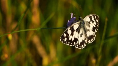 Batı mermeri beyaz, Melanargia okült, Camargue, Fransa