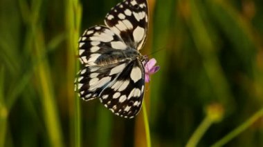 Batı mermeri beyaz, Melanargia okült, Camargue, Fransa