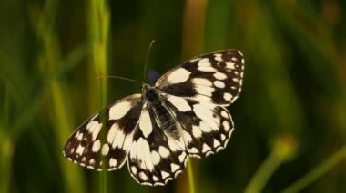 Batı mermeri beyaz, Melanargia okült, Camargue, Fransa