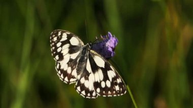 Batı mermeri beyaz, Melanargia okült, Camargue, Fransa