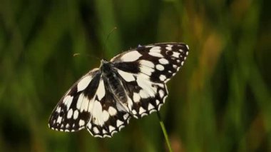 Batı mermeri beyaz, Melanargia okült, Camargue, Fransa