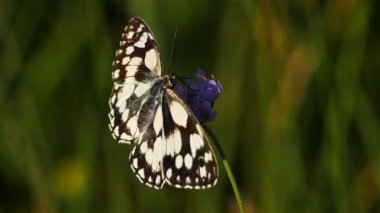 Batı mermeri beyaz, Melanargia okült, Camargue, Fransa