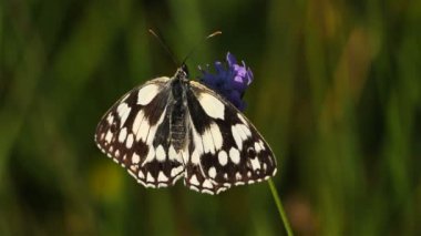Batı mermeri beyaz, Melanargia okült, Camargue, Fransa
