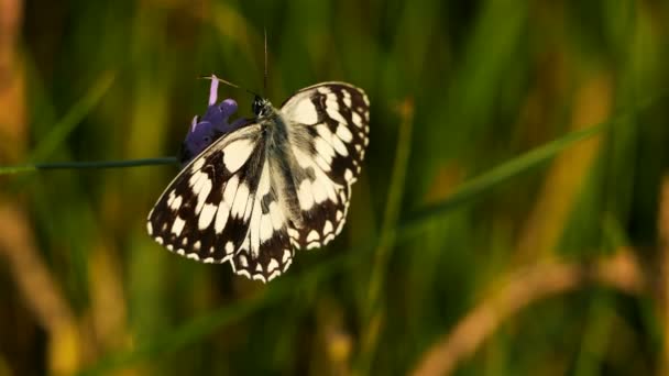 Westelijk Gemarmerd Wit Melanargia Occitanica Camargue Frankrijk — Stockvideo