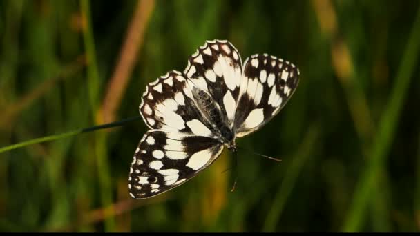 Batı Mermeri Beyaz Melanargia Okült Camargue Fransa — Stok video