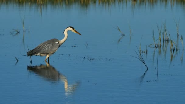 Grey Heron Ardea Cinerea Camargue Γαλλία — Αρχείο Βίντεο