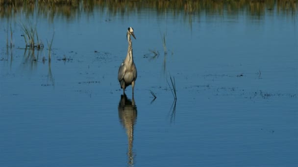 Grey Heron Ardea Cinerea Camargue France — Stock Video